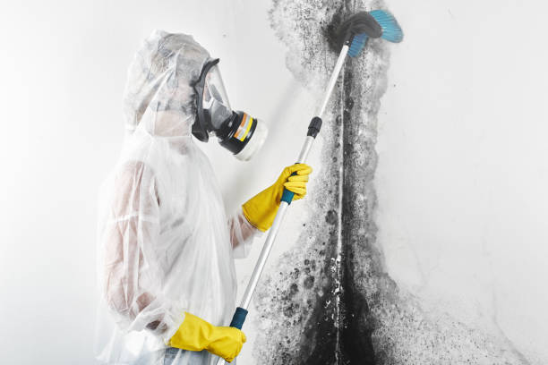 Best Asbestos and Lead Testing During Mold Inspection  in Black Rock, NM